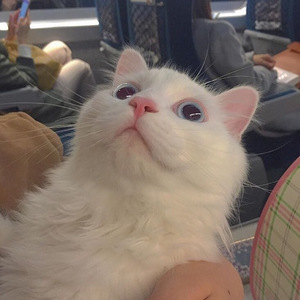 国产一级a毛一级看免费视频
